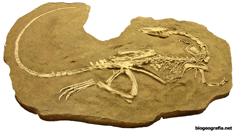 Coelophysis