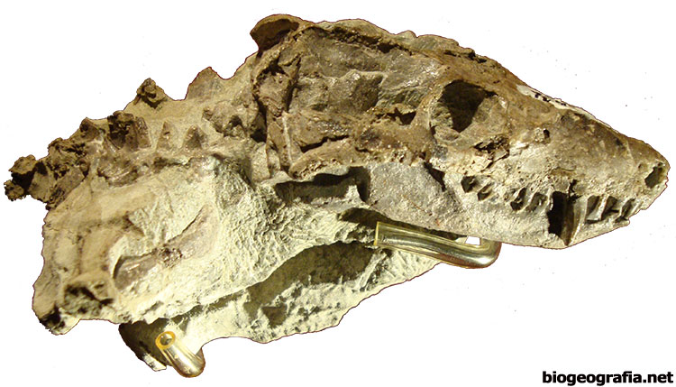 Thrinaxodon