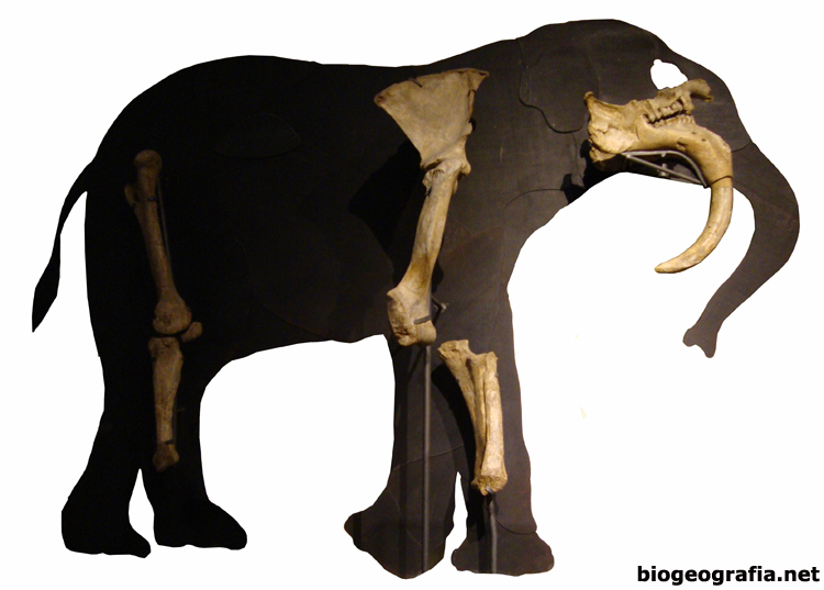 Deinotherium Madrid