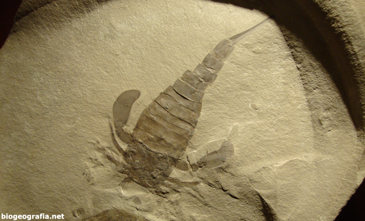 Eurypterus remipes