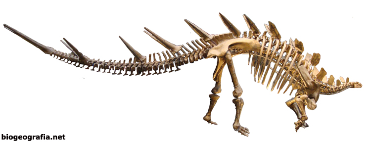 Kentrosaurus