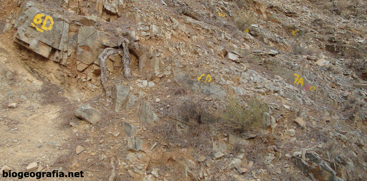 Yacimiento de Murero