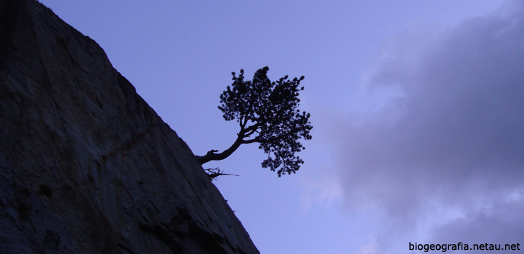 Árbol bandera