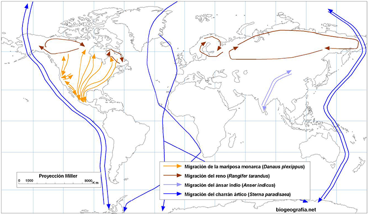 Mapa de migraciones animales