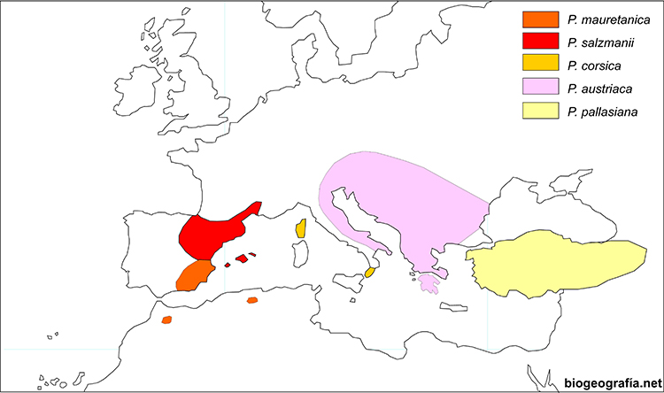 Subespecies vicariantes de Pinus nigra