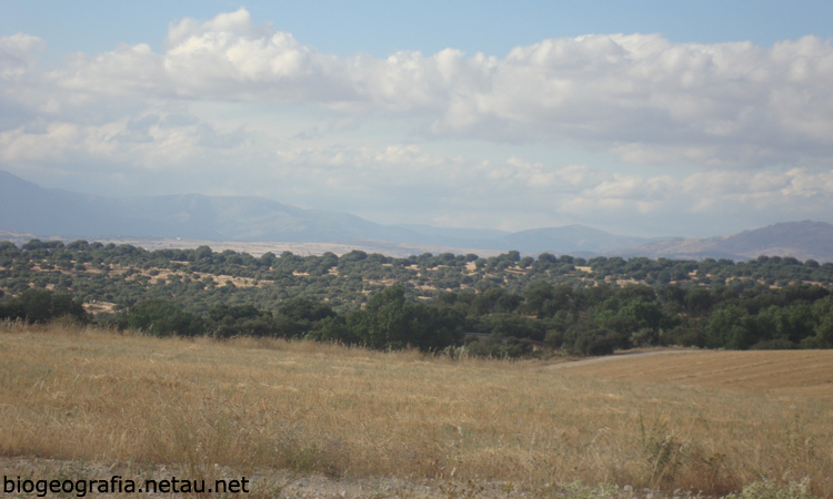 Encinar de El Pardo