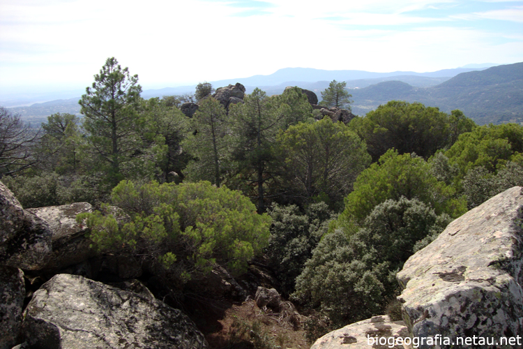 Bosque mixto de pinos y encinas