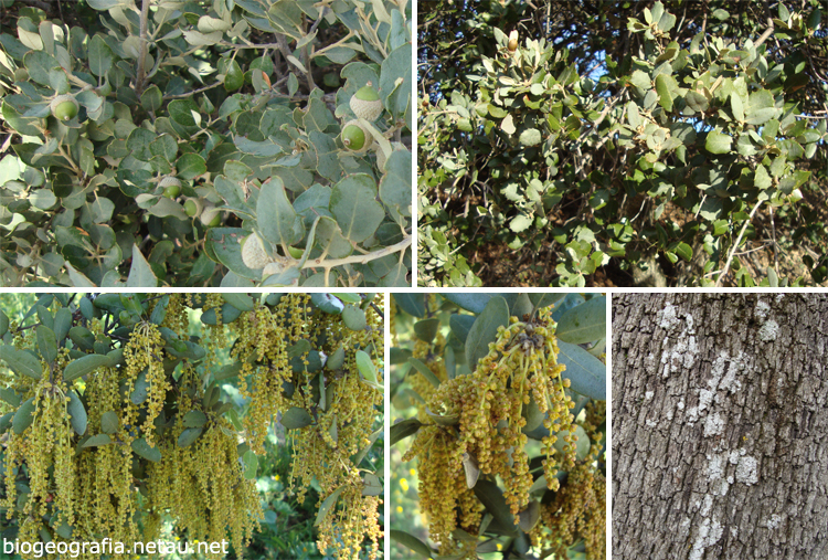 Hojas, frutos, flores y troncos de encina