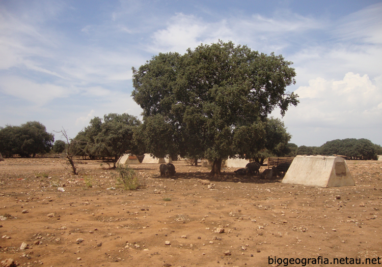 Dehesa de encinas