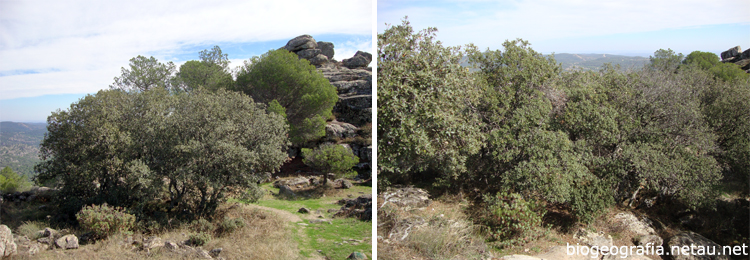 Encinas junto con pinos en Cadalso