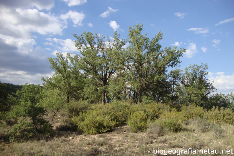 Árboles de quejigo