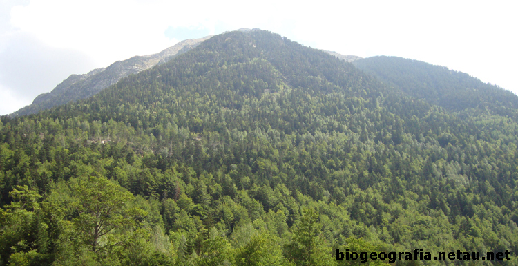 Bosque mixto de abetos y hayas