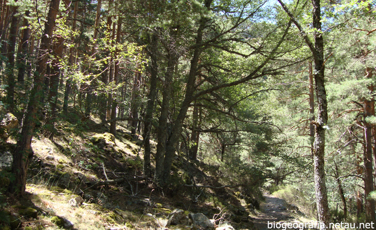 Abedules dentro del pinar del puerto de Canencia