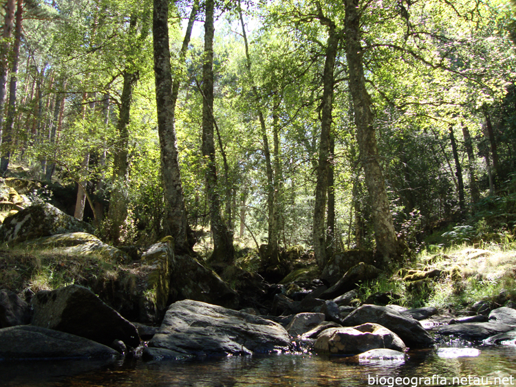 Abedules en el arroyo del Sestil