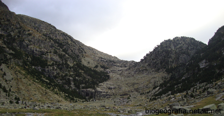 Bosque de pino negro en Aigüestortes