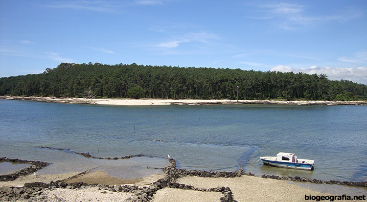 Isla de Cortegada