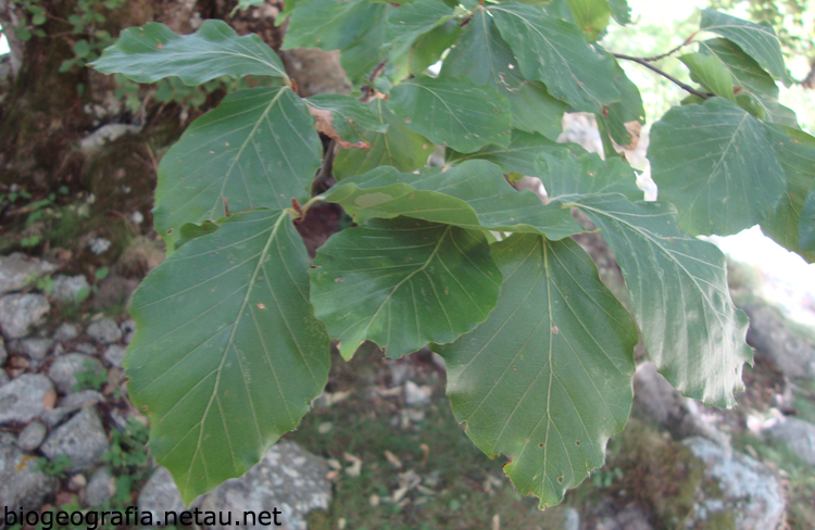 Hojas de haya