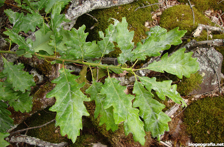 Hojas de roble albar