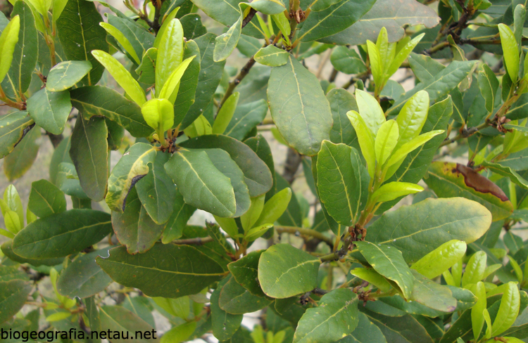 Hojas de laurel