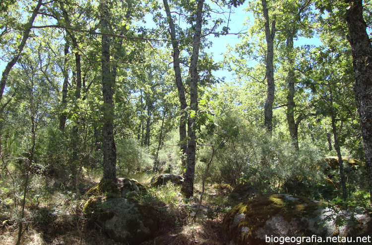 Sotobosque del melojar