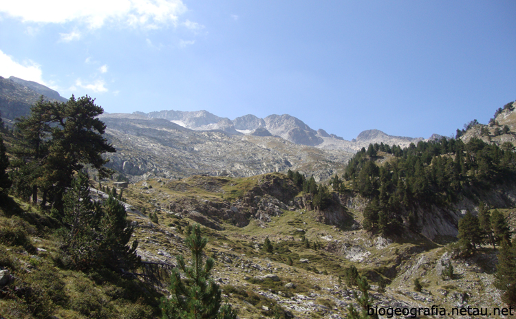 Pinos negros en la Maladeta