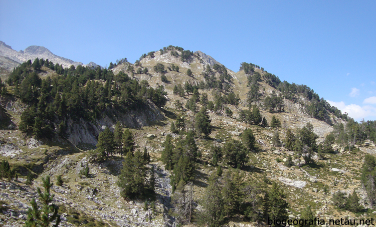 Pinar de pino negro en la subida al Aneto