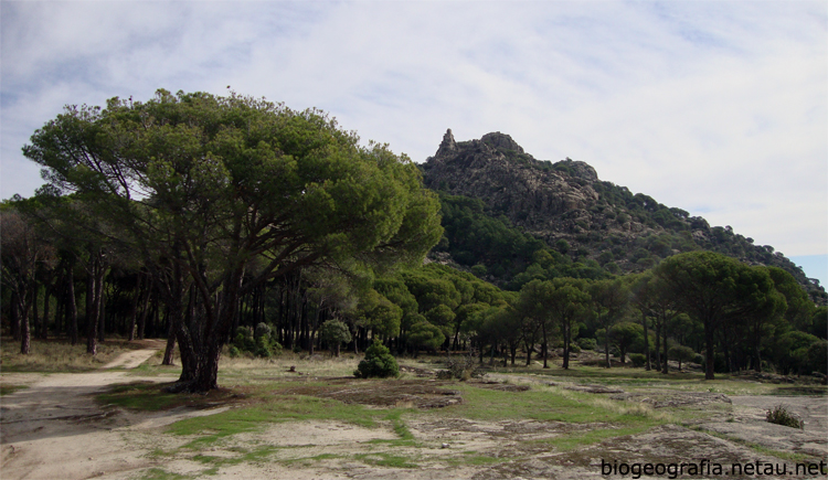 Pinar de pino piñonero