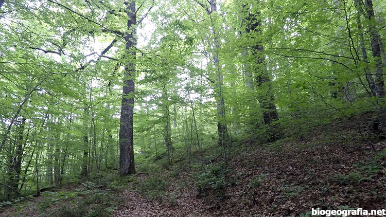 Roble albar con sotobosque de hayas