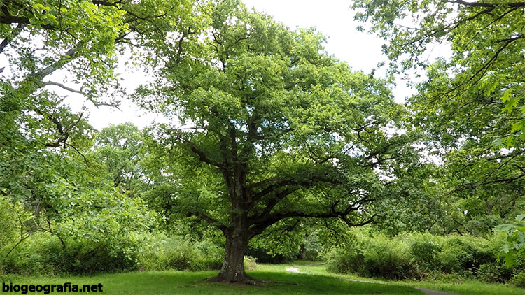 Roble común