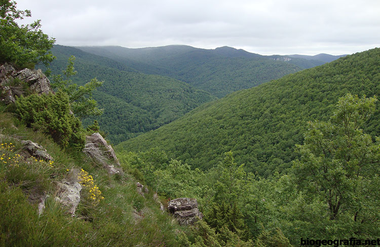 Robledal de Betelu