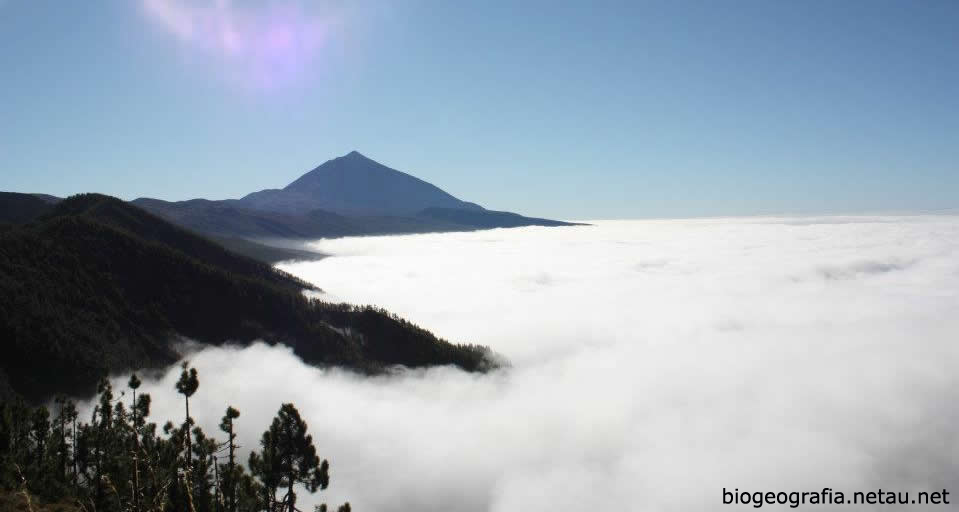 Bosques canarios