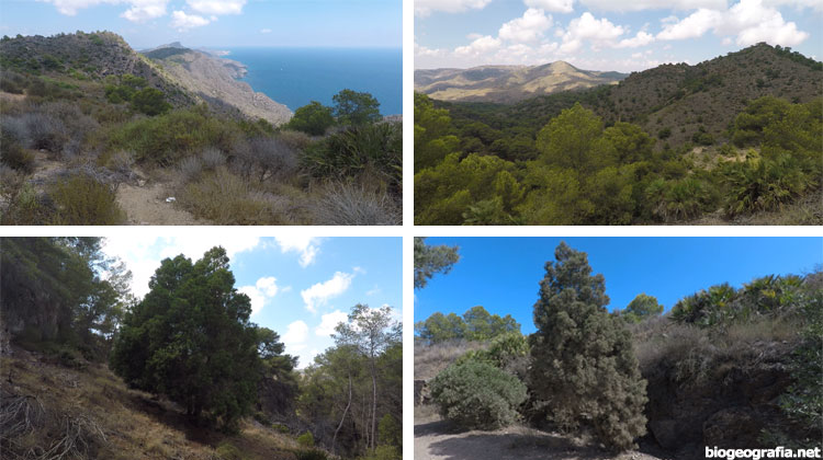 Bosque de araar del monte de las Cenizas