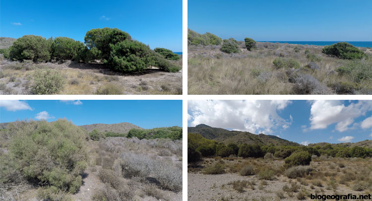 Bosque de araar en punta Negrete