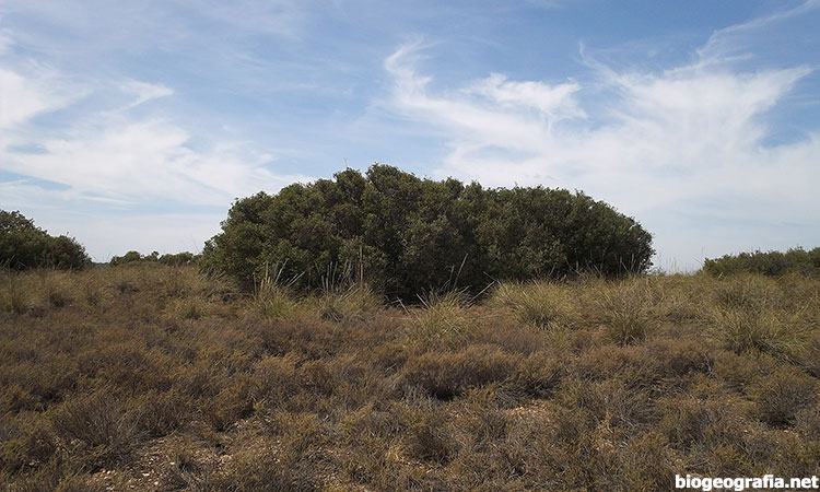 Coscoja en el Regajal