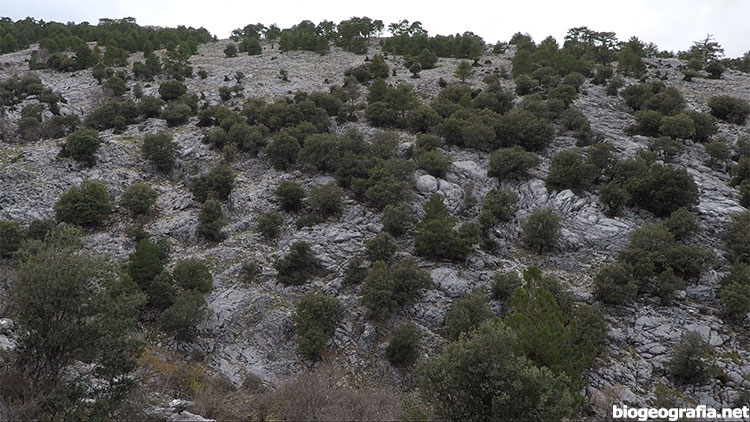 Encinar en la sierra de Cazorla