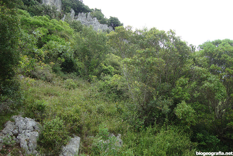 Encina en Buicero
