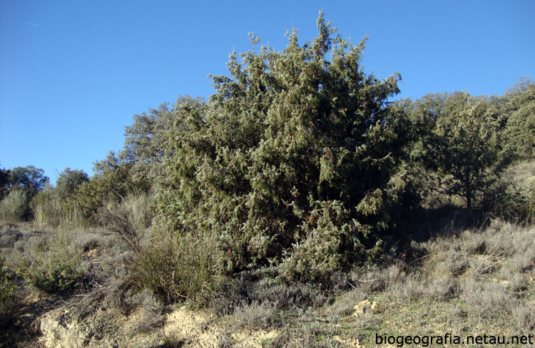 Gran ejemplar de enebro