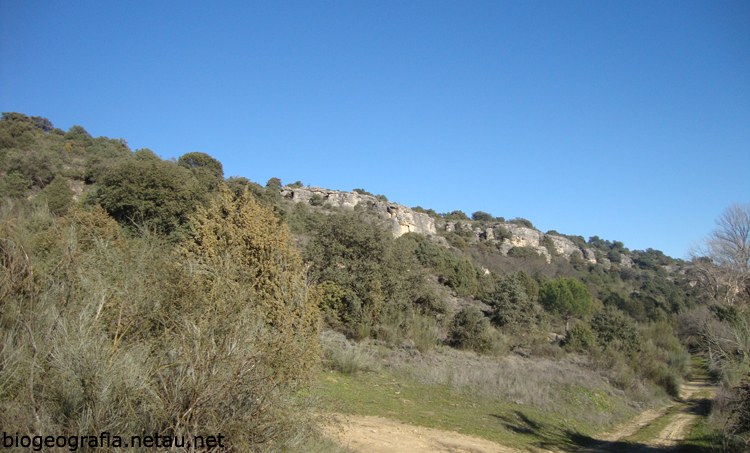 Enebros, encinas, pinos...