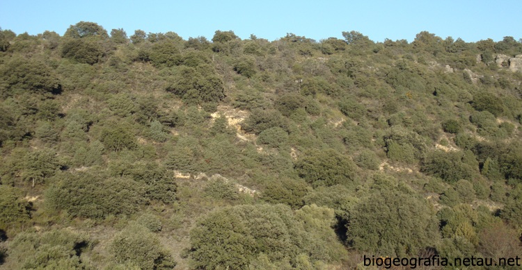 Enebros en un bosque de encinas