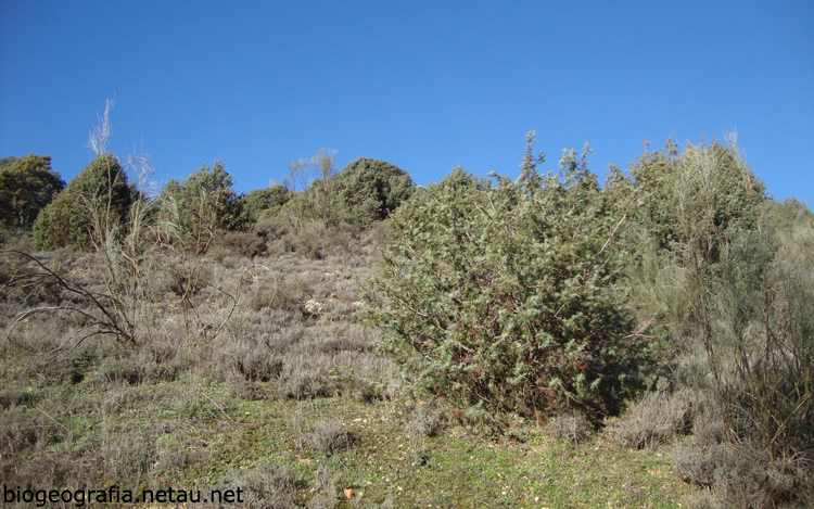 Enebros, retamas y encinas