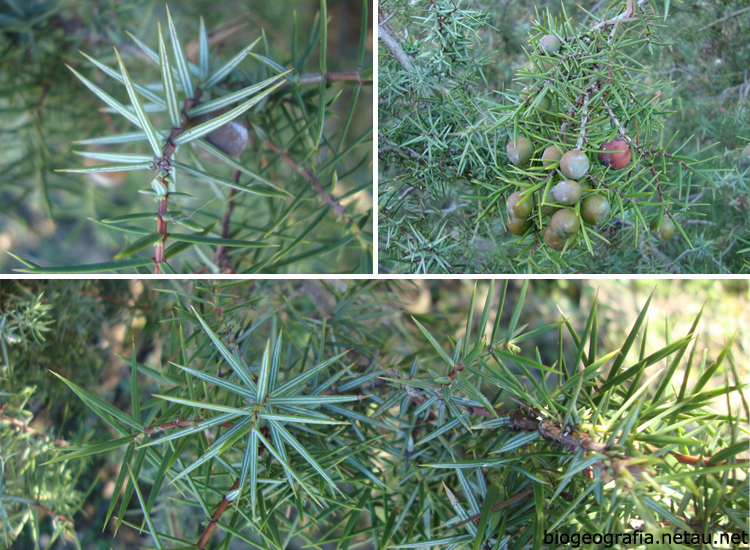 Hojas y frutos del enebro
