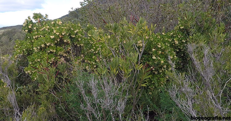 Madroño en flor