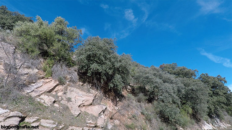 Olivos con encinas