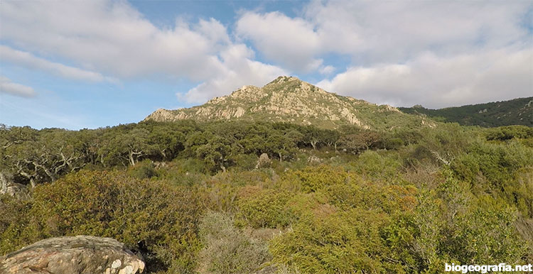 Alcornoques en el Picacho