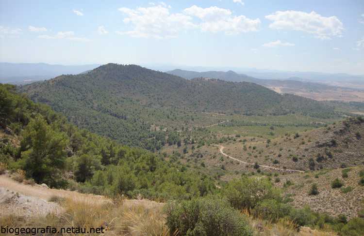 Bosque de pino carrasco