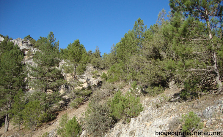 Sotobosque del pinar de río Lobos