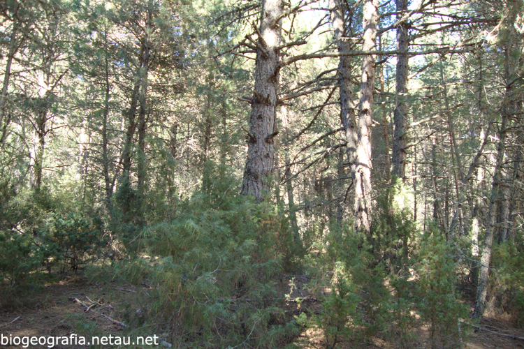 Sotobosque de pinar de pino laricio