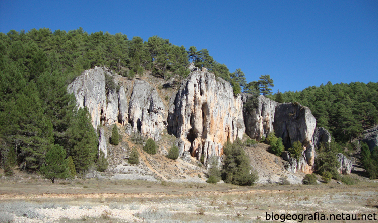 Pinos laricios sobre calizas