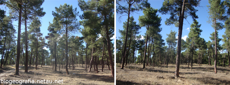 Pinares resineros en Añe