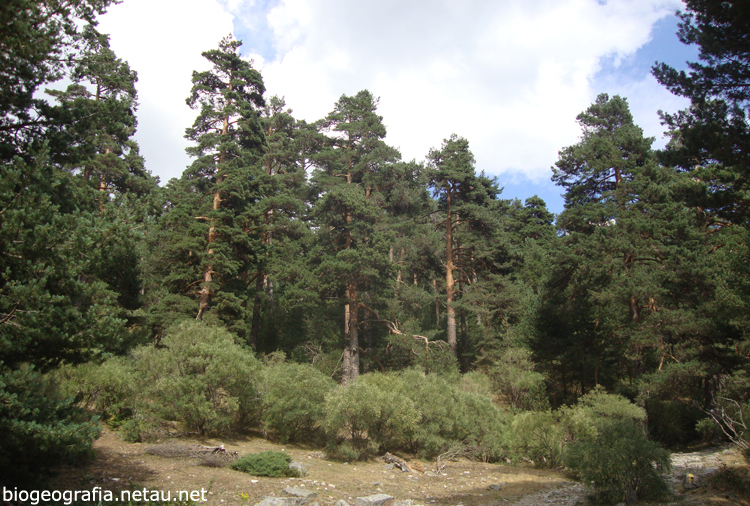 Pinar de pinos silvestres en el valle de la Fuenfría